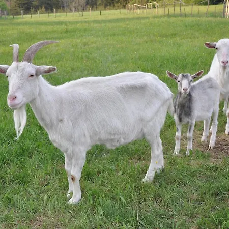 U Bliźniaków Apartamento Zakopane